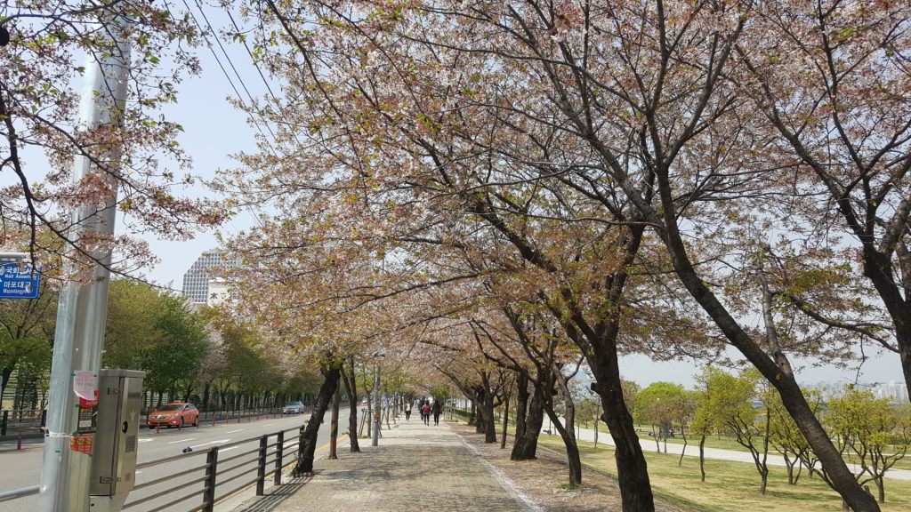 Spring in Seoul