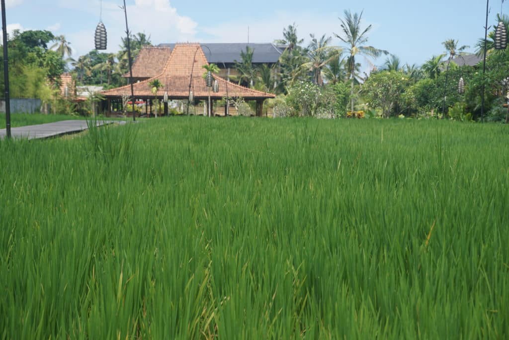 A Traveller’s guide to the Island of God – Bali - Indonesia
