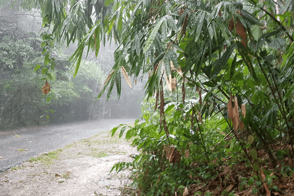 A Wet and Wild Hike in a Kuala Lumpur rainforest - Malaysia