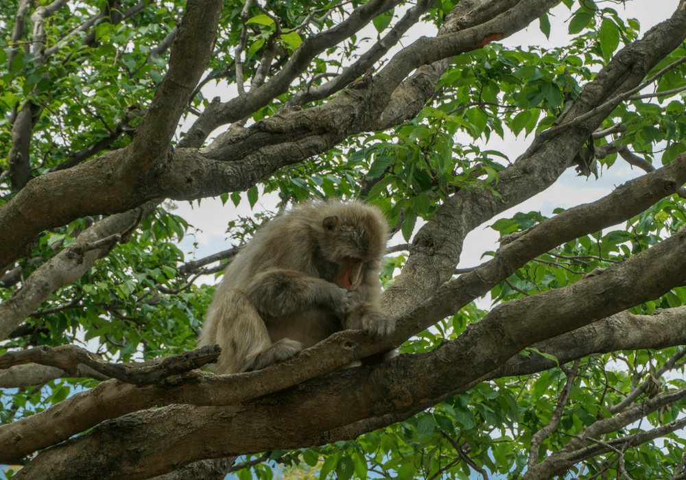 Iwatayama Monkey Park.