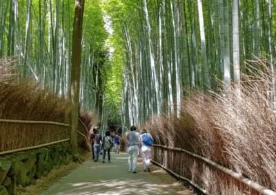 The Bamboo Forest Walk