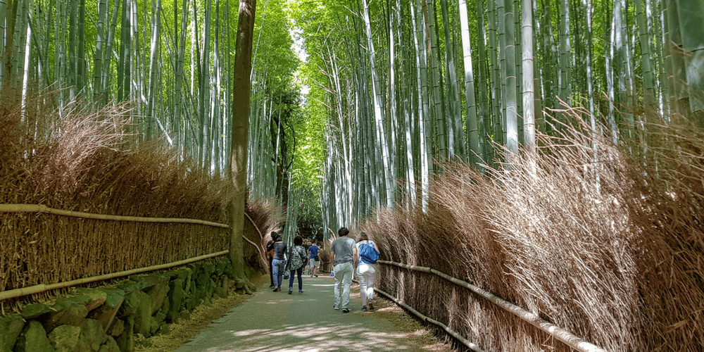 The Bamboo Forest Walk