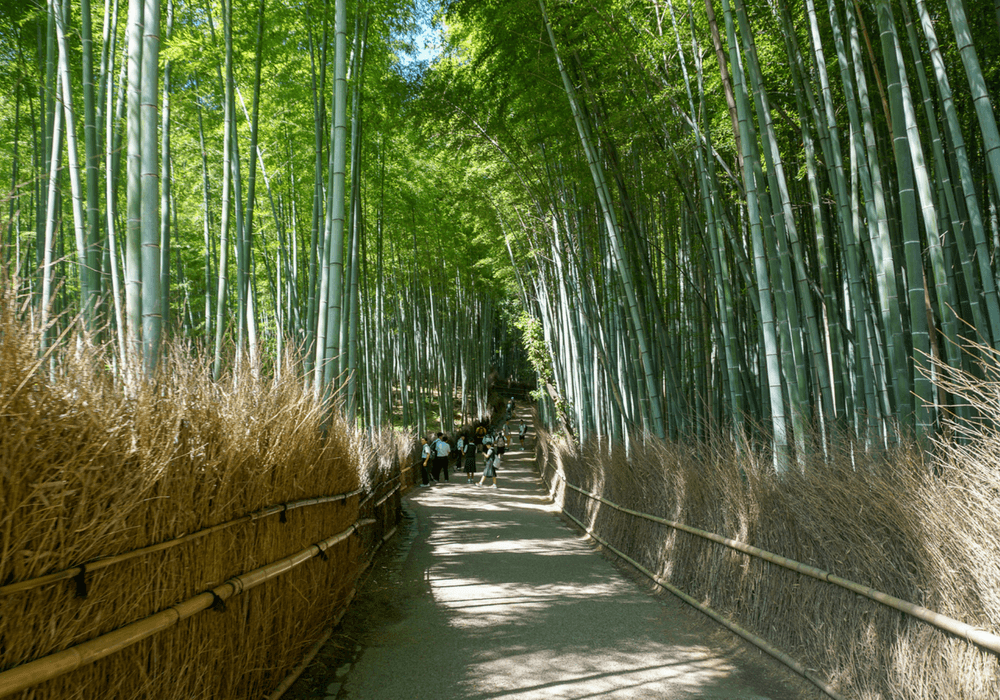 The Bamboo Forest Walk