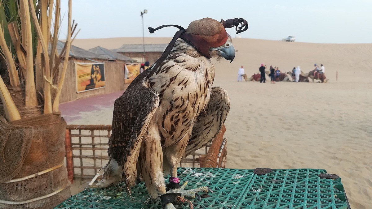 desert safari dubai eagle