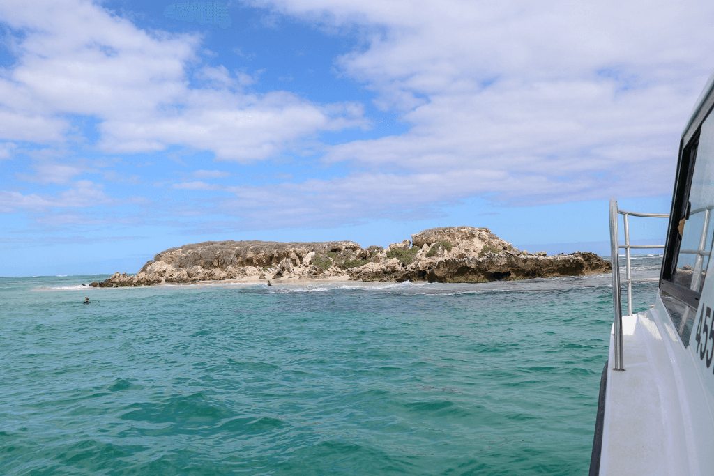 An Adventurous Sea Lion Tours Jurien Bay with Turquoise Safari Tours