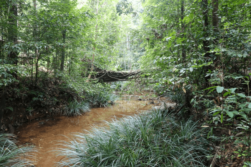 A Picturesque Hike In The Lambir Hills National Park In Miri - Sarawak