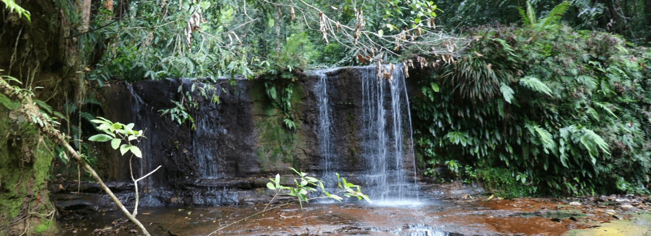 A Picturesque Hike in the Lambir Hills National Park in Miri - Sarawak