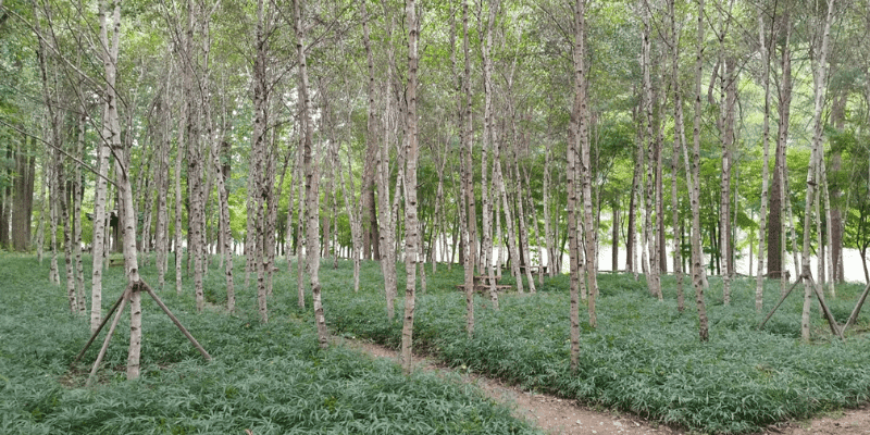 Beautiful Things to Do in Nami Island, South Korea