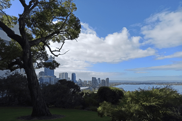 are dogs allowed in kings park wa